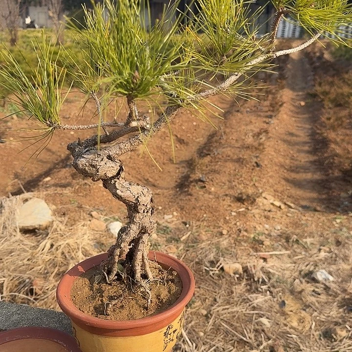 飞***狐无花朵盆栽植物黄山盆景