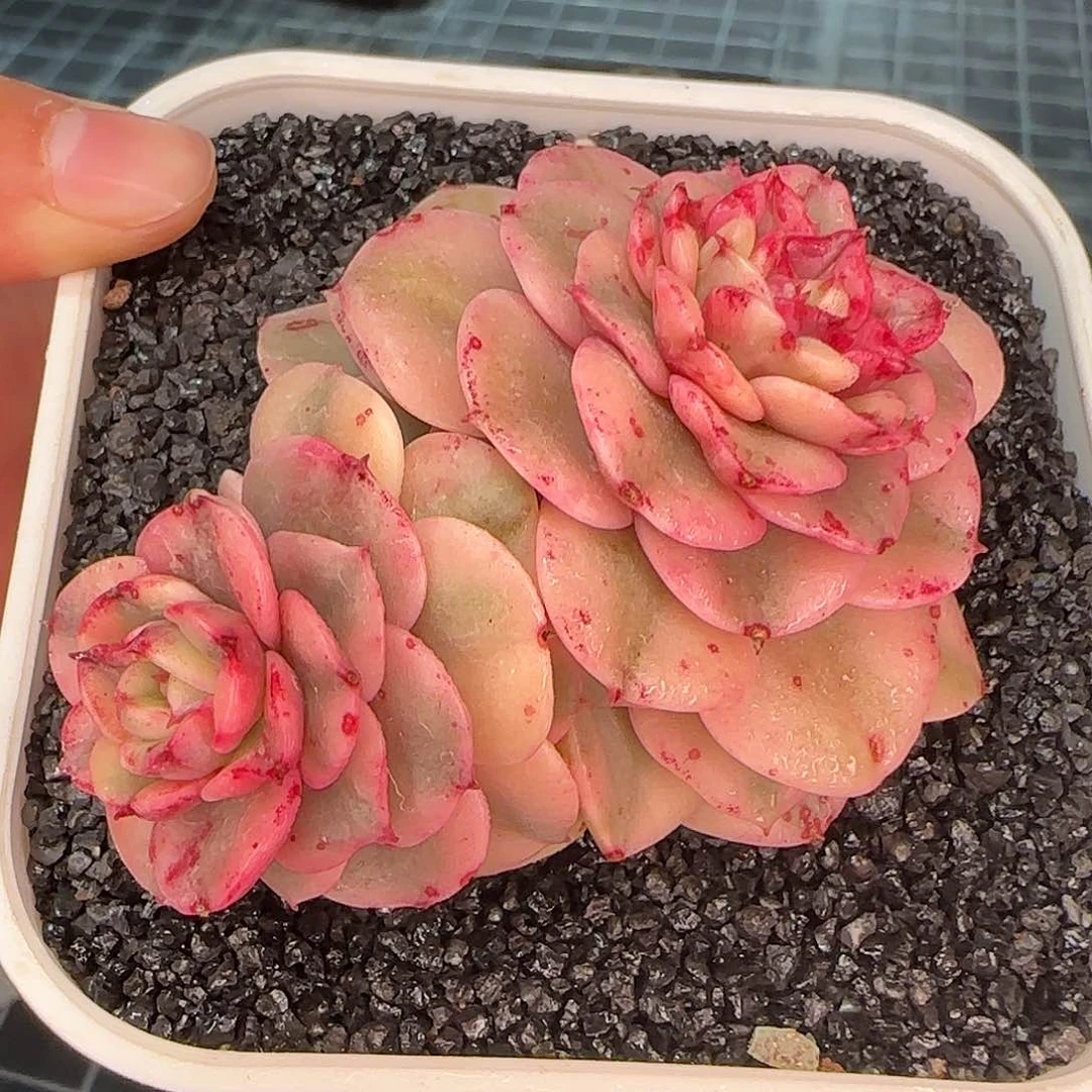 从前慢花园精选蜡牡丹锦