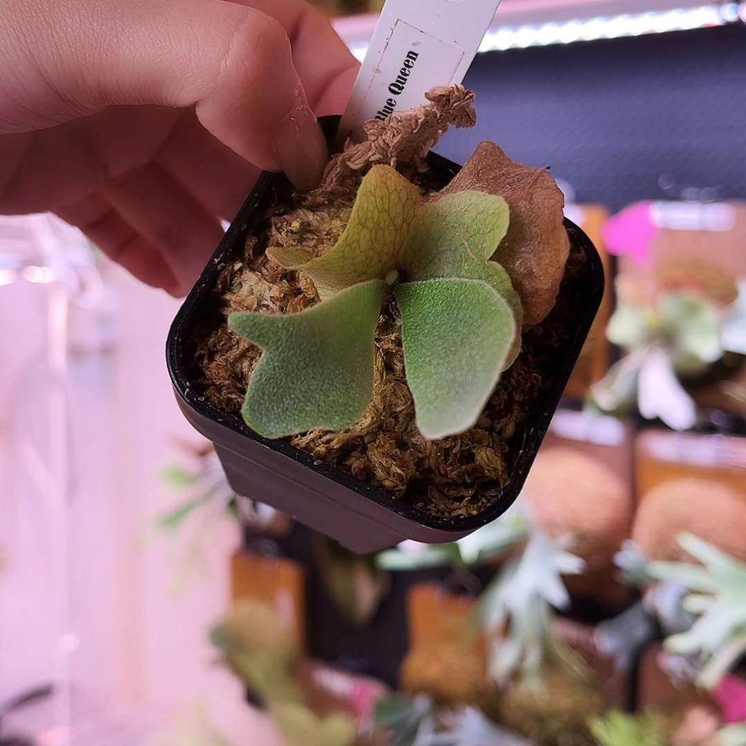 nook 蓝皇后鹿角蕨