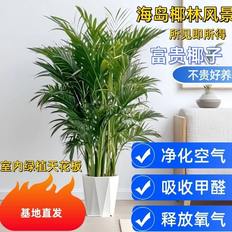 网红富贵椰子树大型室内盆栽适合客厅卧室摆放观赏绿植盆栽室内