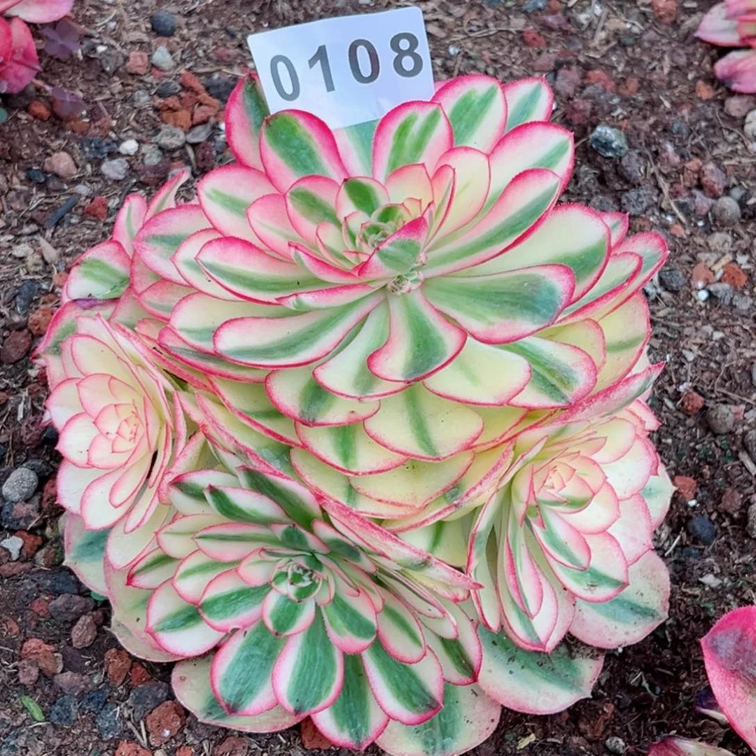 初恋多肉发货发货