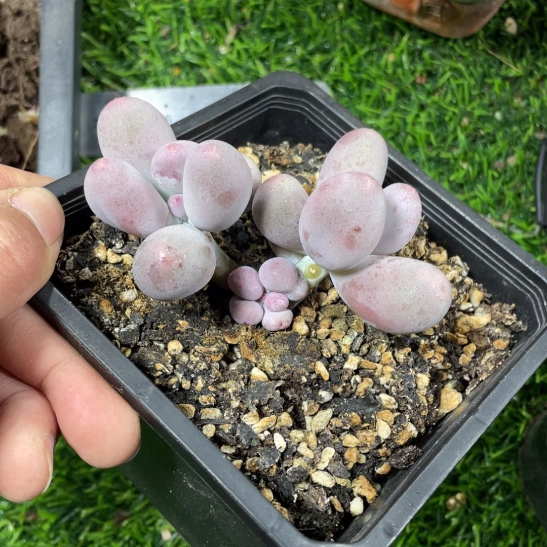 兜****এ米可奶酪多肉植物