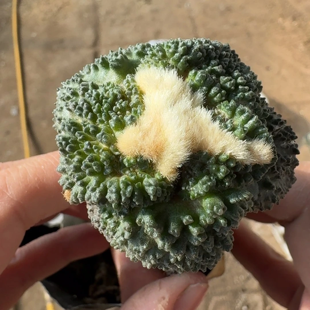 【闪购商品】大尤哥斯拉506