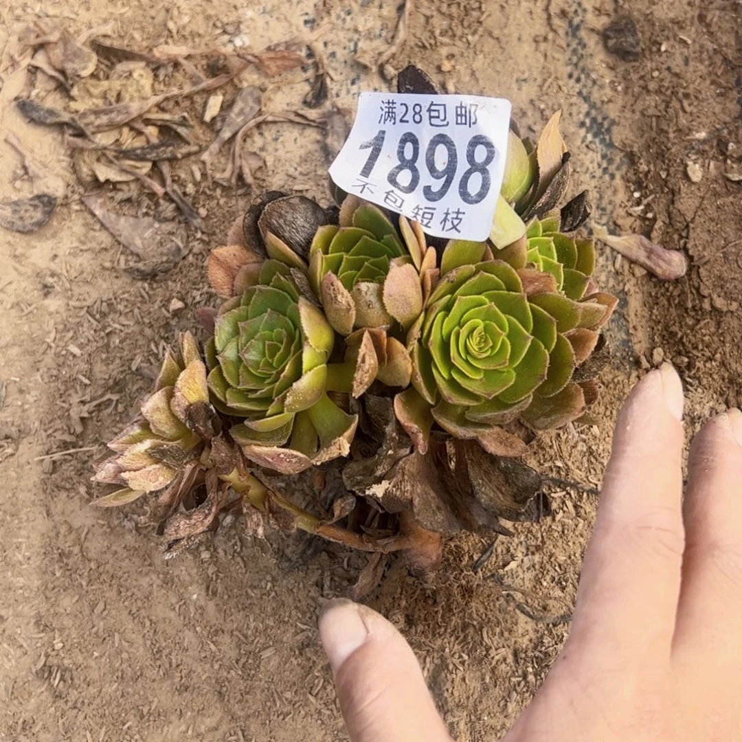 海王7彩多肉植物1898