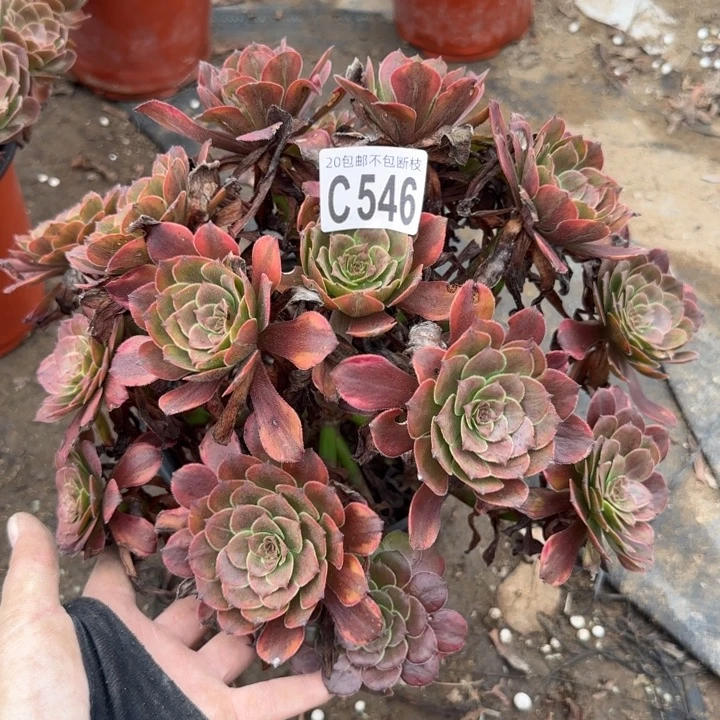 赤焰莲……多肉植物……