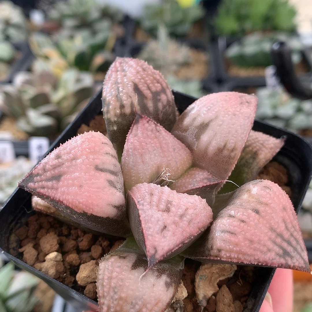 皇妃一物一拍带盆土发走