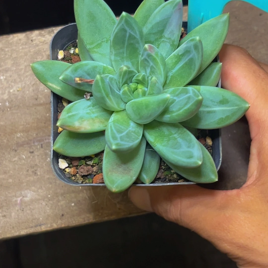 1111下午多肉植物群生
