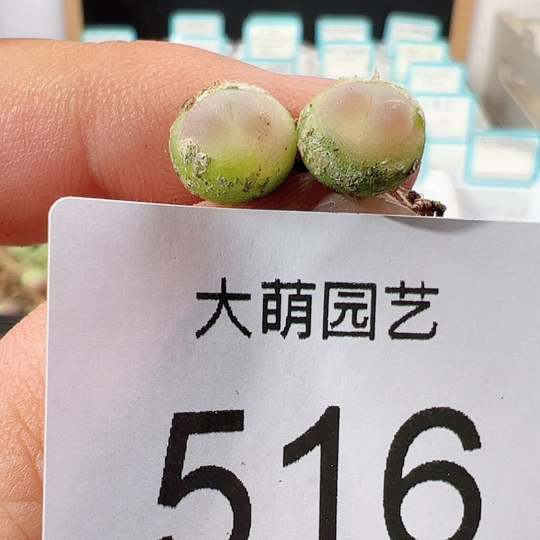 0000516 一物一拍……