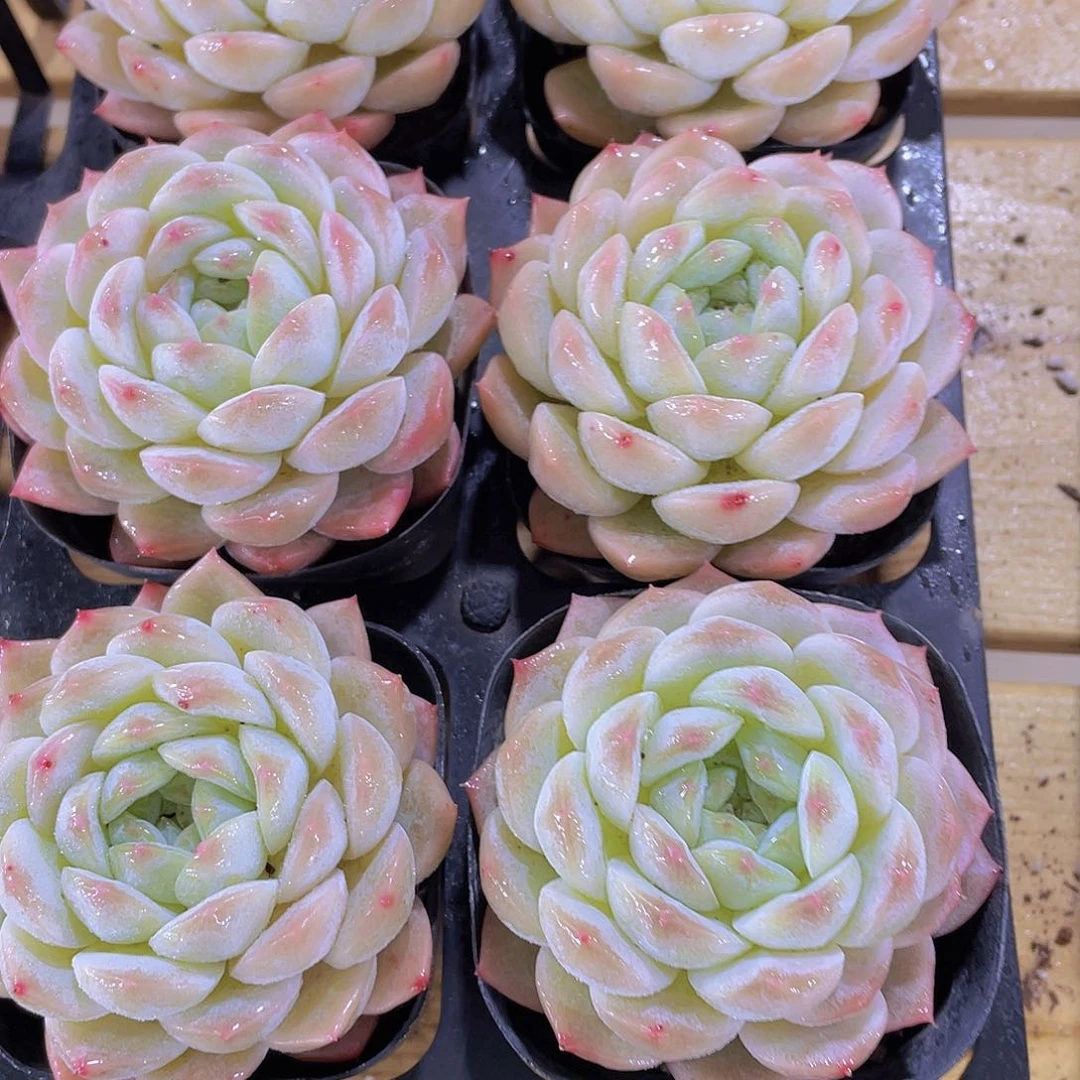 1388号 丸叶雪胖子珍妮单头一个