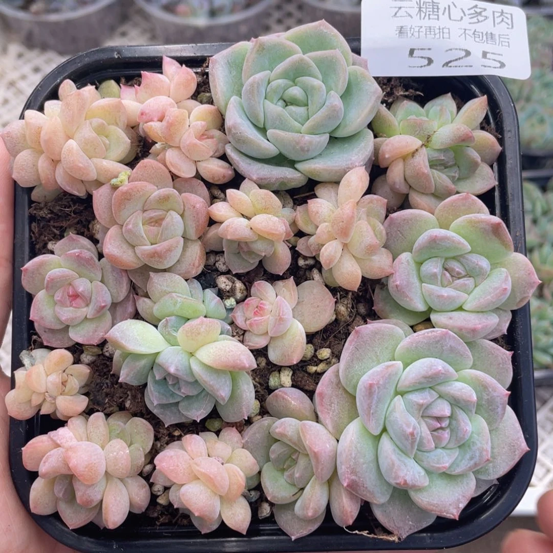 云糖心多肉植物525