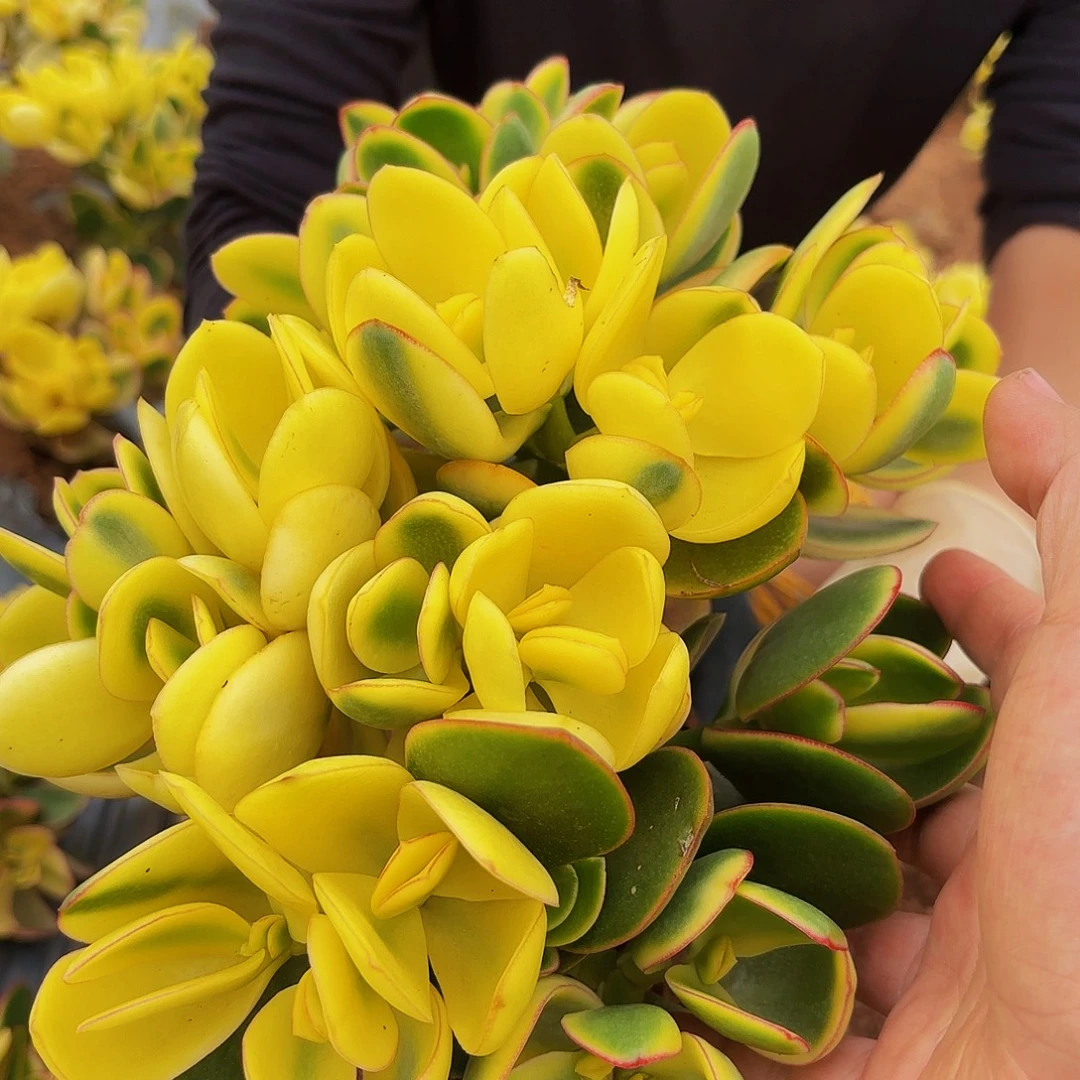 小号新花月锦多肉植物