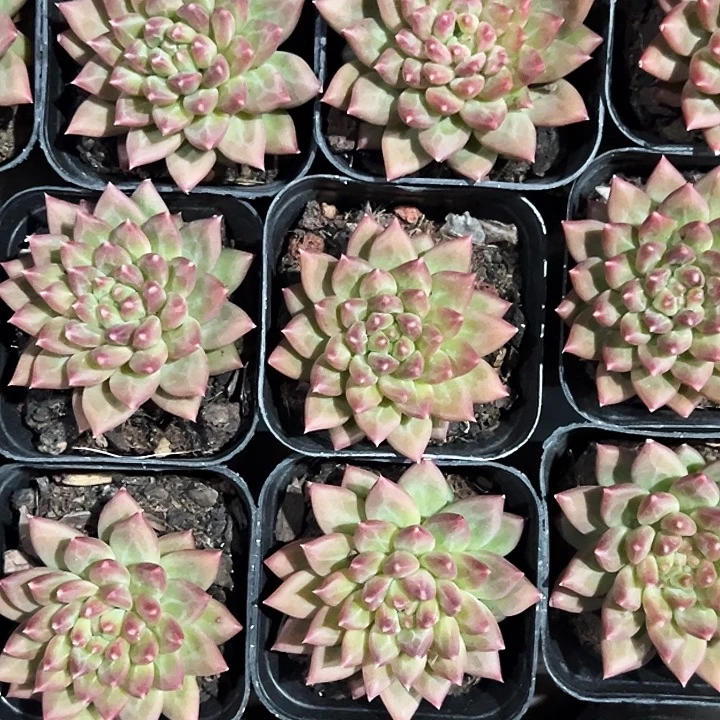 团105号。    单头 甲骨文