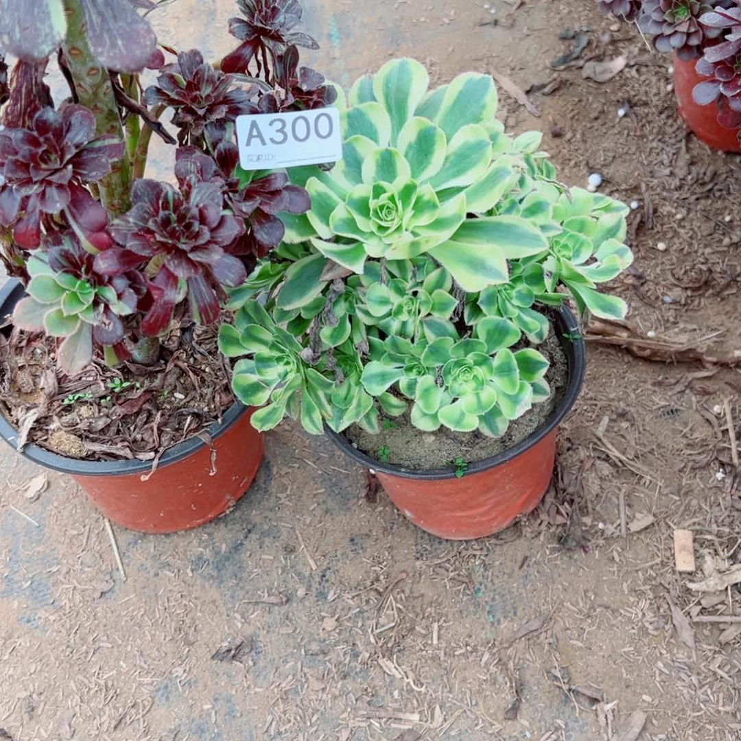 揽***࿐300两颗组合多肉植物