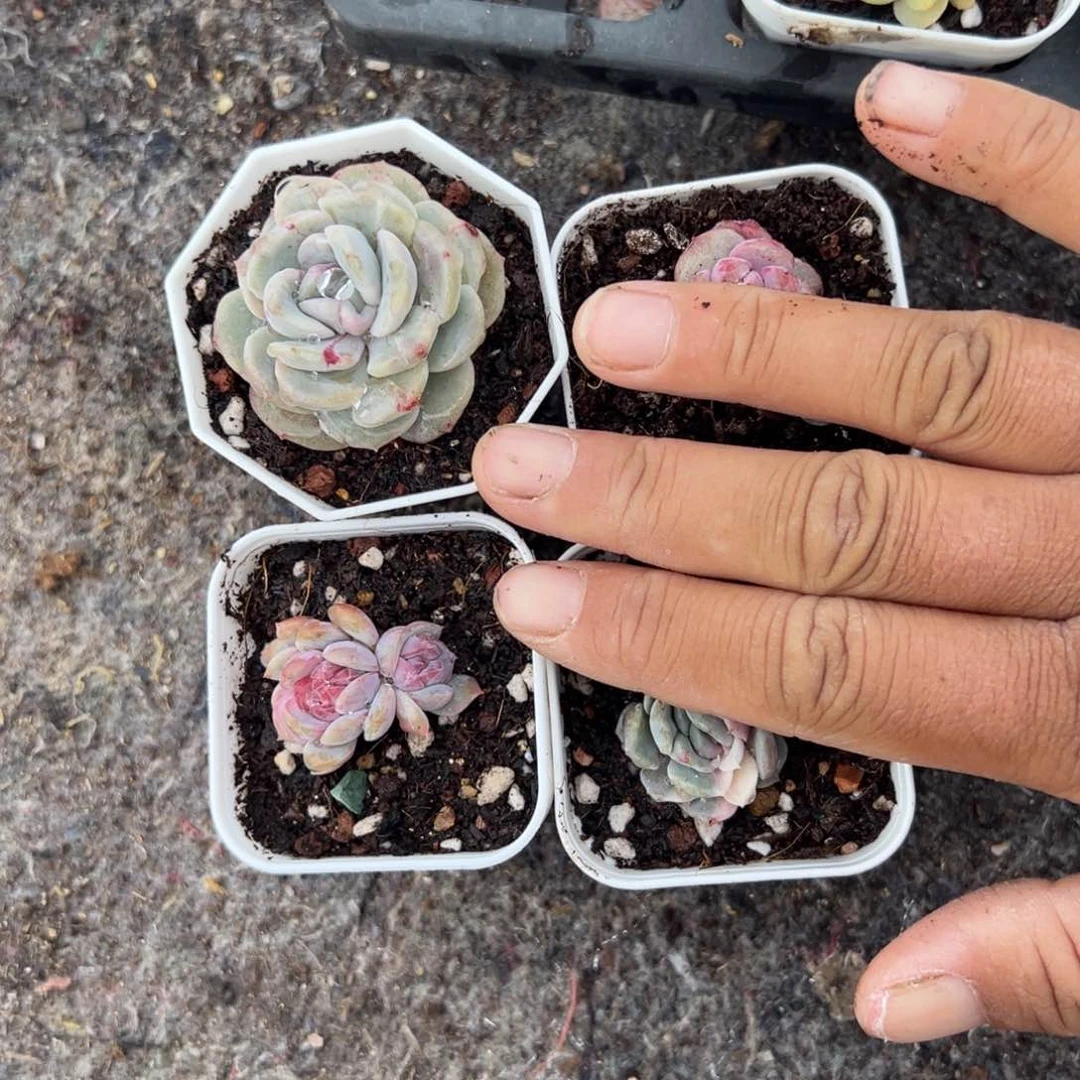 思*小卡拉米糖心一物一拍