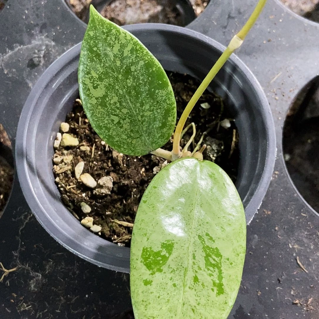 完全开放Pemalang球兰49