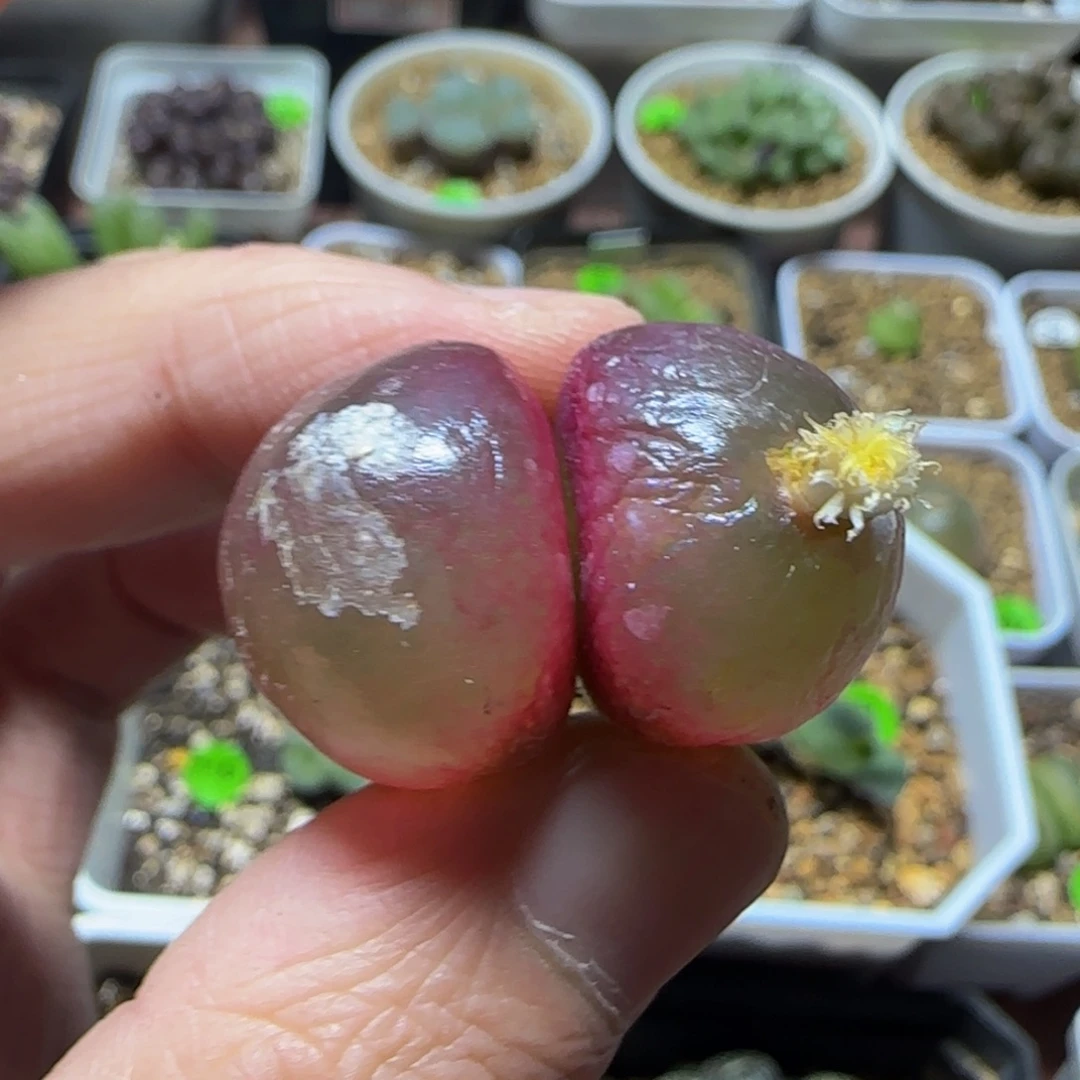 灯泡双头2-2.1多肉植物471