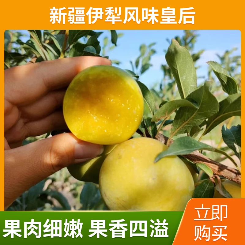 新疆·伊犁杏李—风味皇后，脆甜多汁产地现摘现发 全礼盒+防震包装