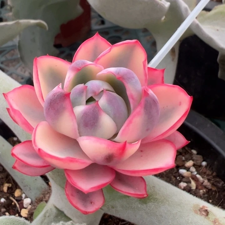 赫拉锦一物一拍锦龙