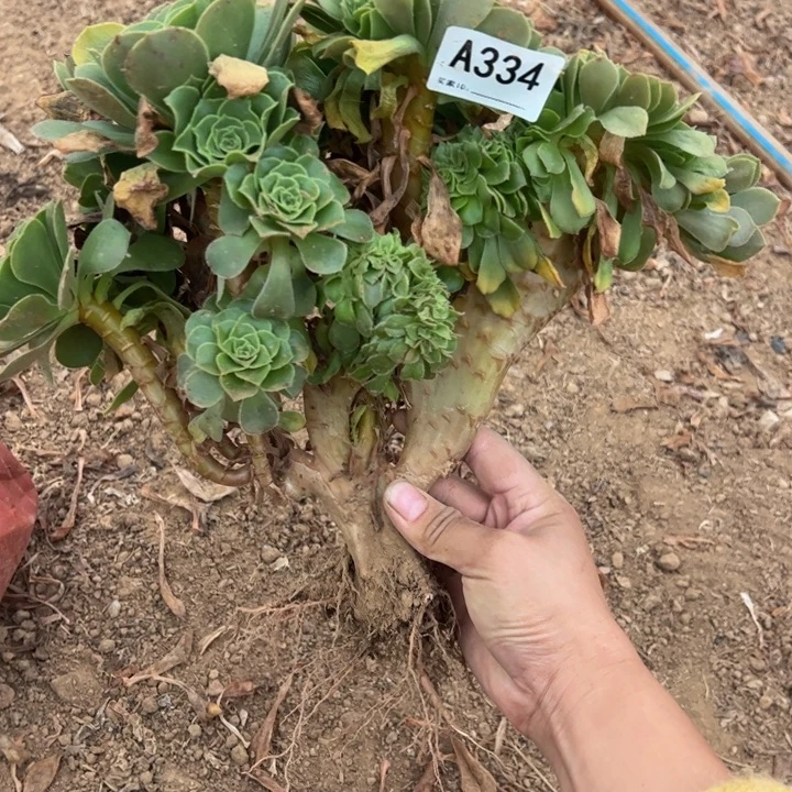 绿缀多肉植物334.