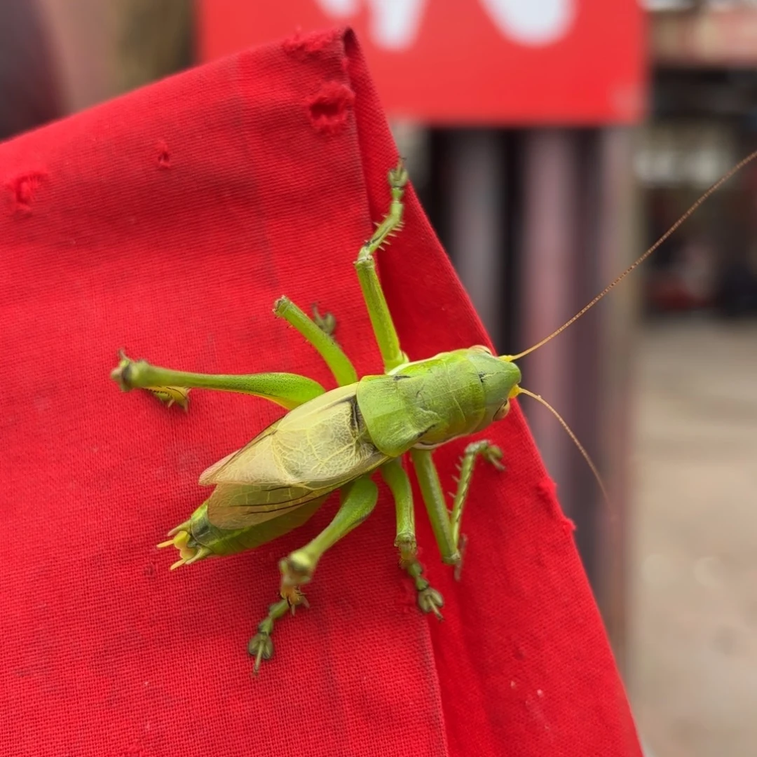 啊***～蝈蝈蝈蝈福福价格