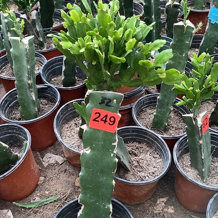 无花朵用****4瑕疵苗032，249号