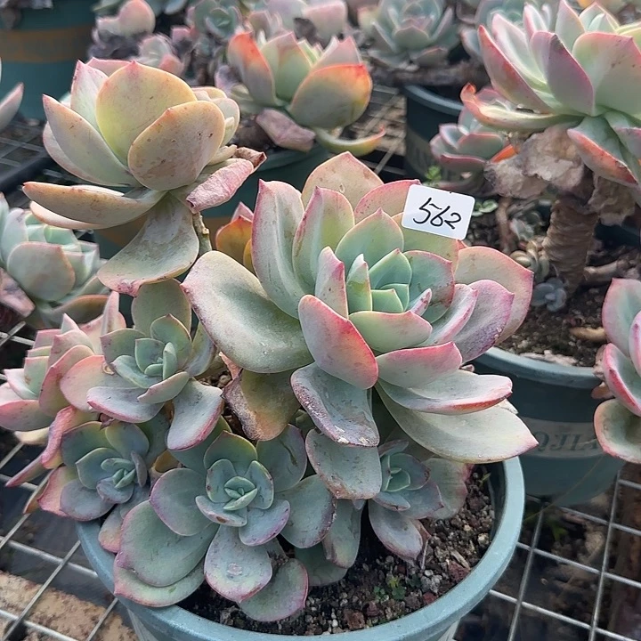 南***意562白凤脱土发不退不换