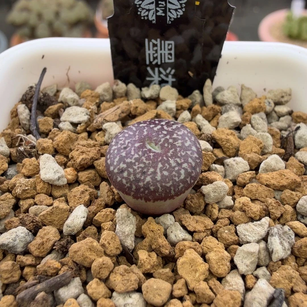 墨染公 wtt 13-2-L4