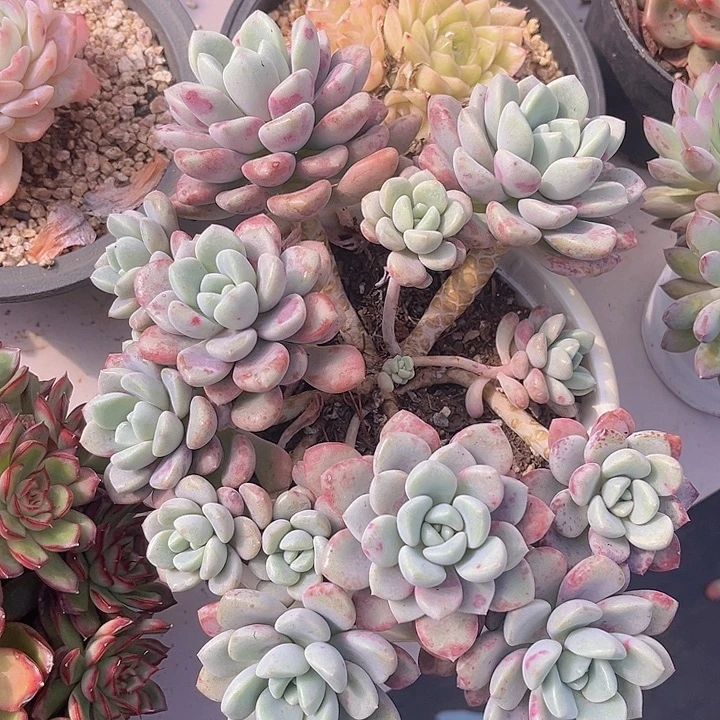 花斑鹿0810多肉植物