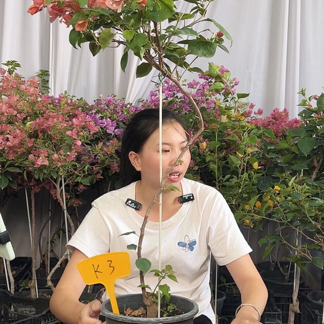 陈***啊当前无花栽培后可以开花K3不甜