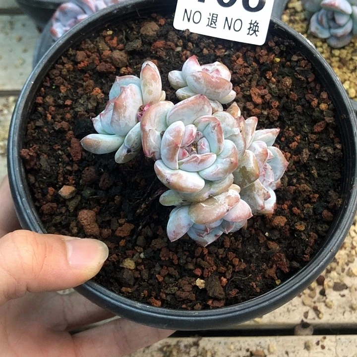 星影石榴籽福利出咯 106