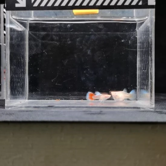 孔雀鱼编号10蓝白球