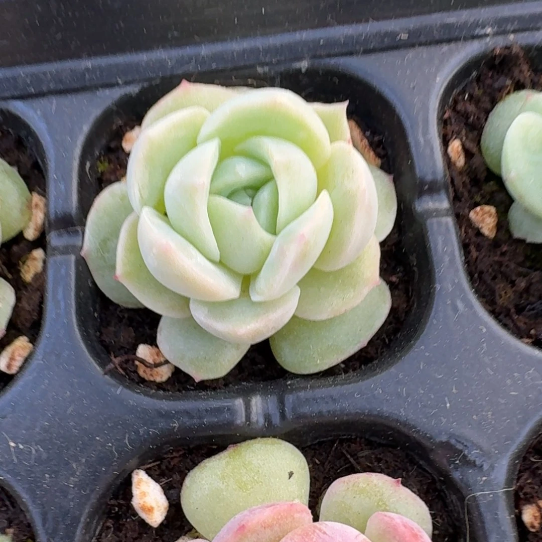 4号珍妮4-1量拍一颗