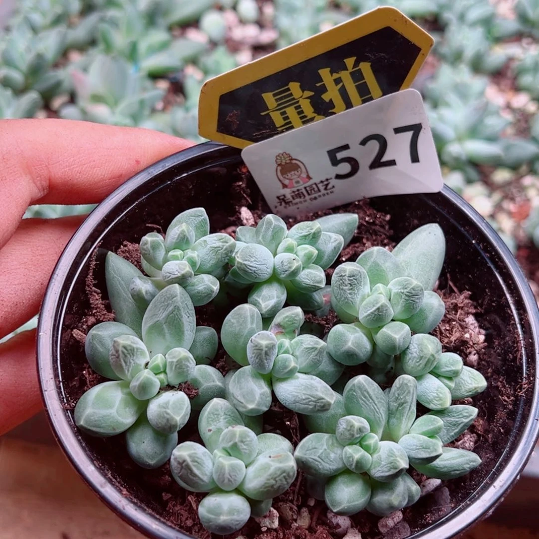 当前无花朵，栽培后可花朵