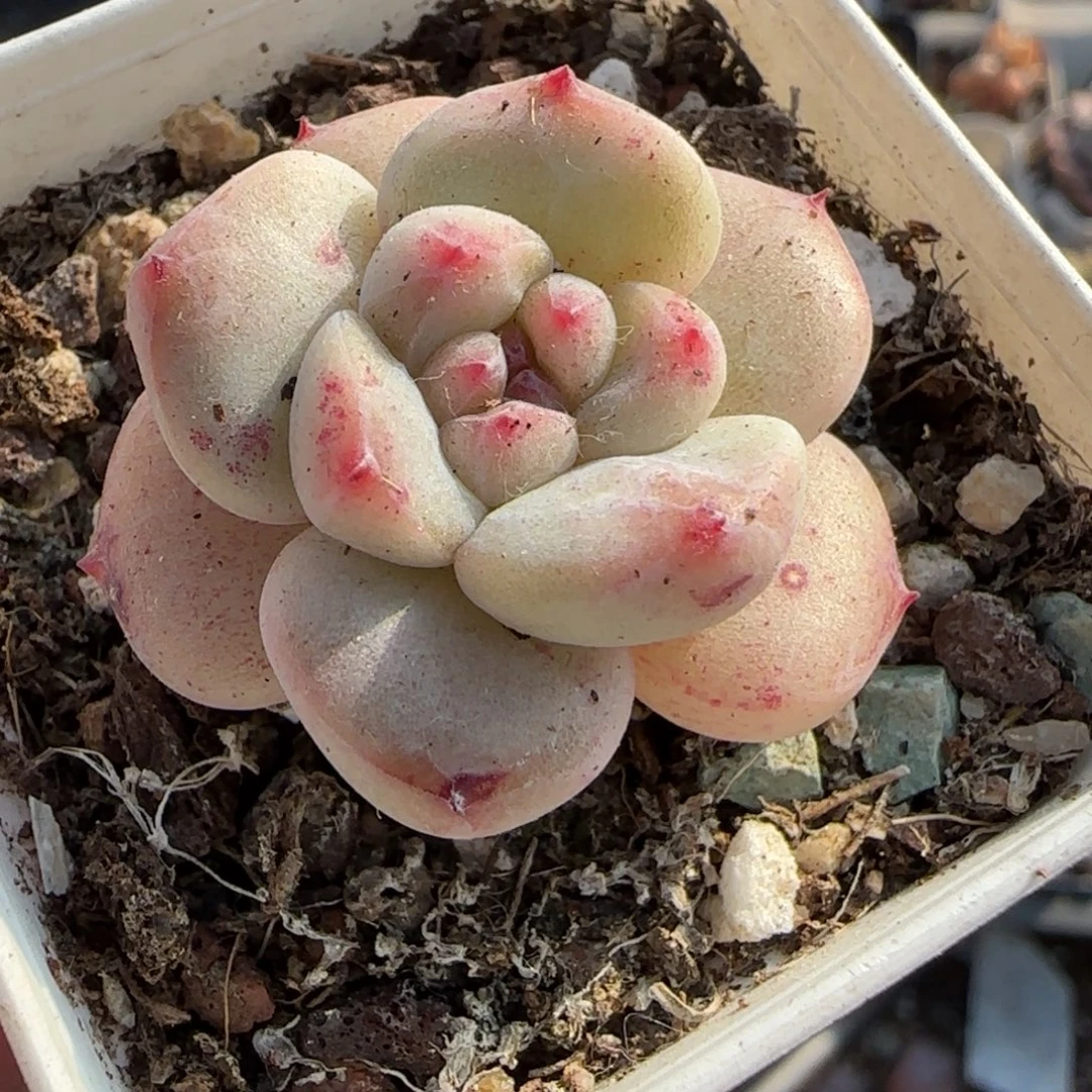 多肉小卡拉米糖心一物一拍