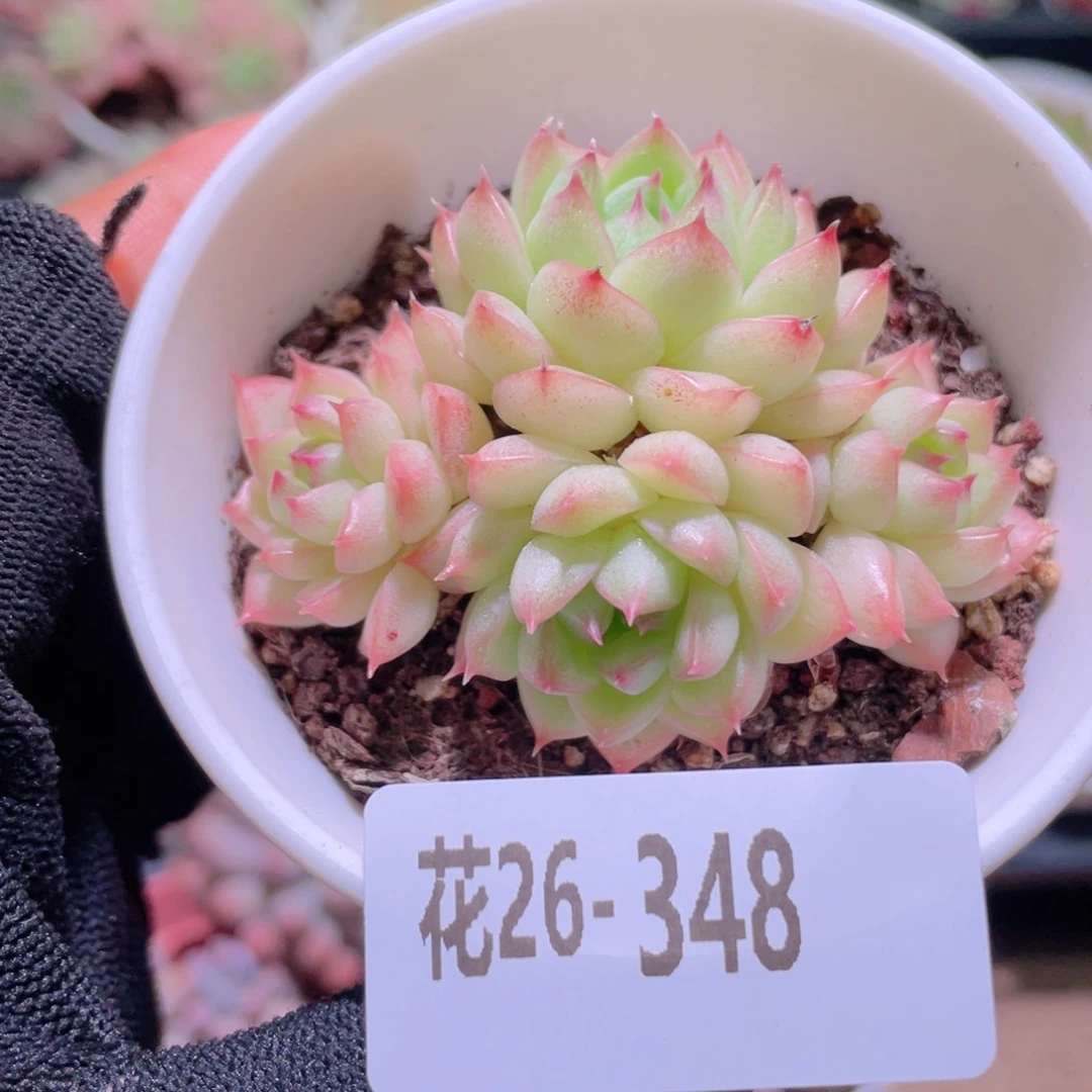 花利美26-348海王