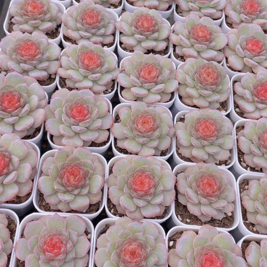 量拍1号 青盏珍妮单头一个