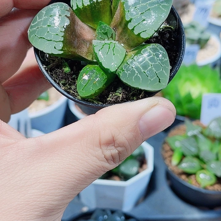 水晶克新手好养的