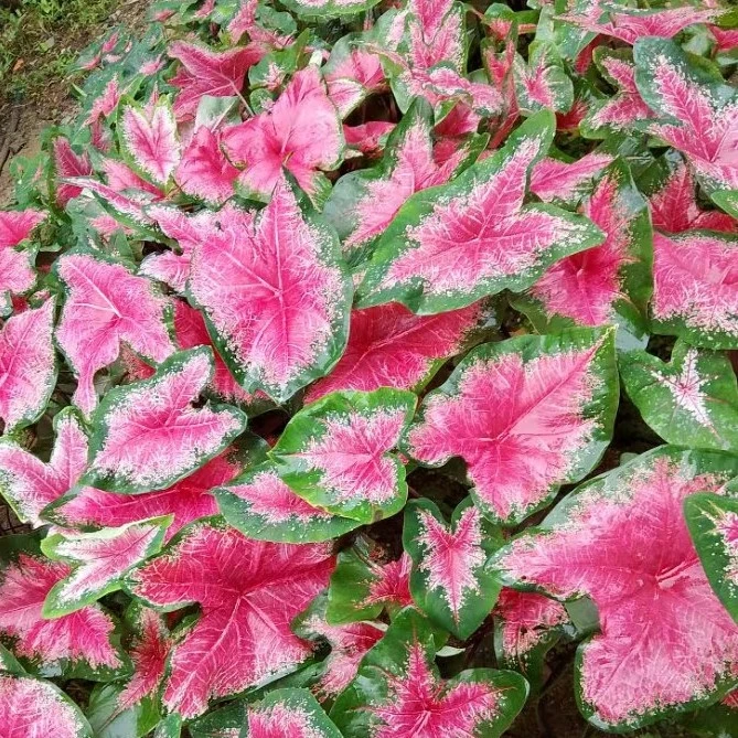 彩叶芋室内室外绿植家居盆栽网红植物