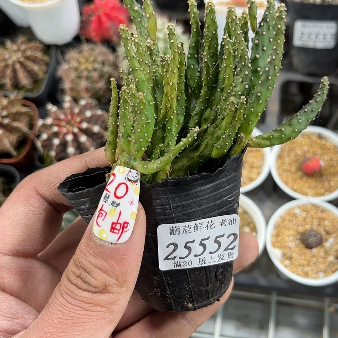 景*?25552一物一拍单头