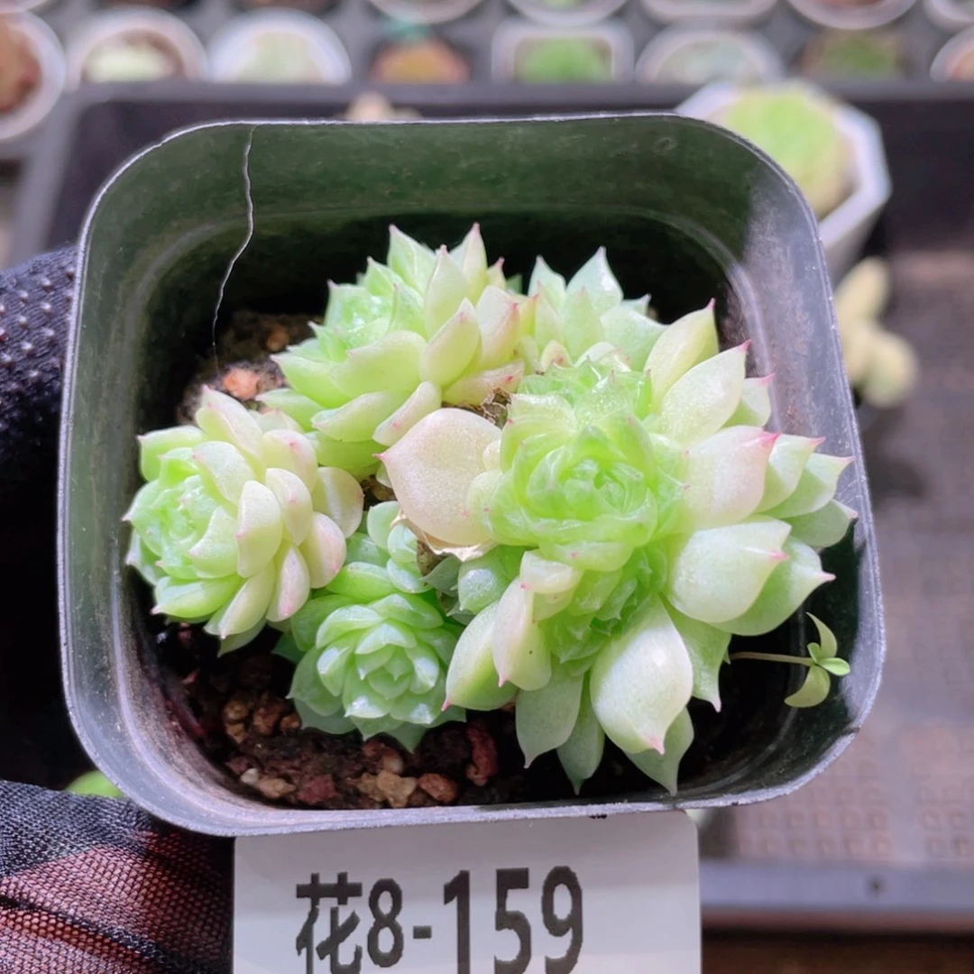 花利美8-159麦秆群