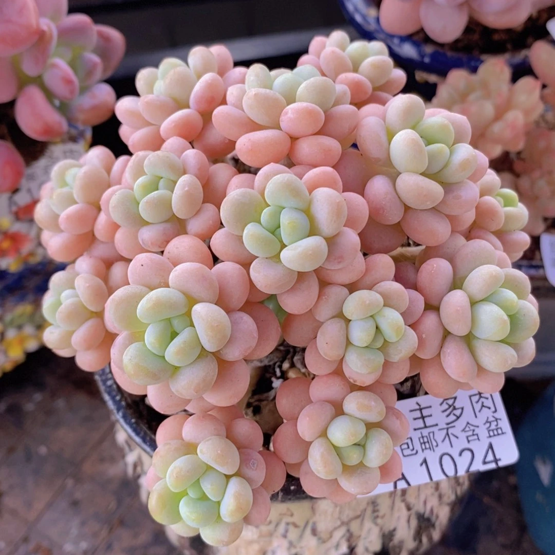 洛可可10cm1024多肉植物