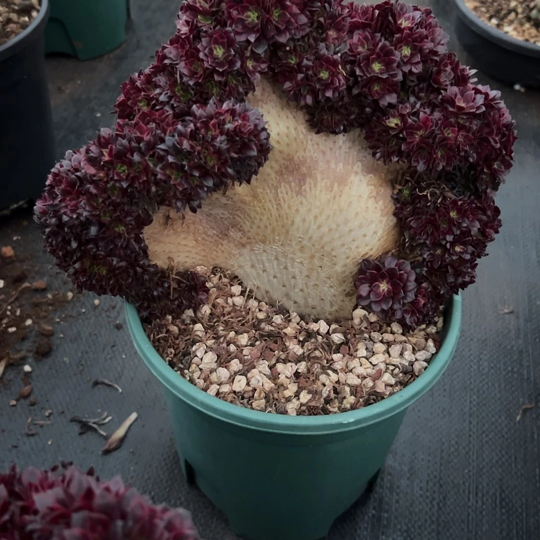 黑瞳超白老桩厚板