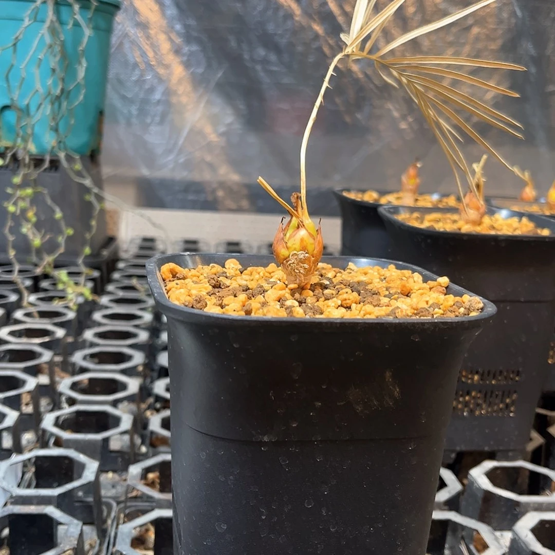 大****?111111111111111111111