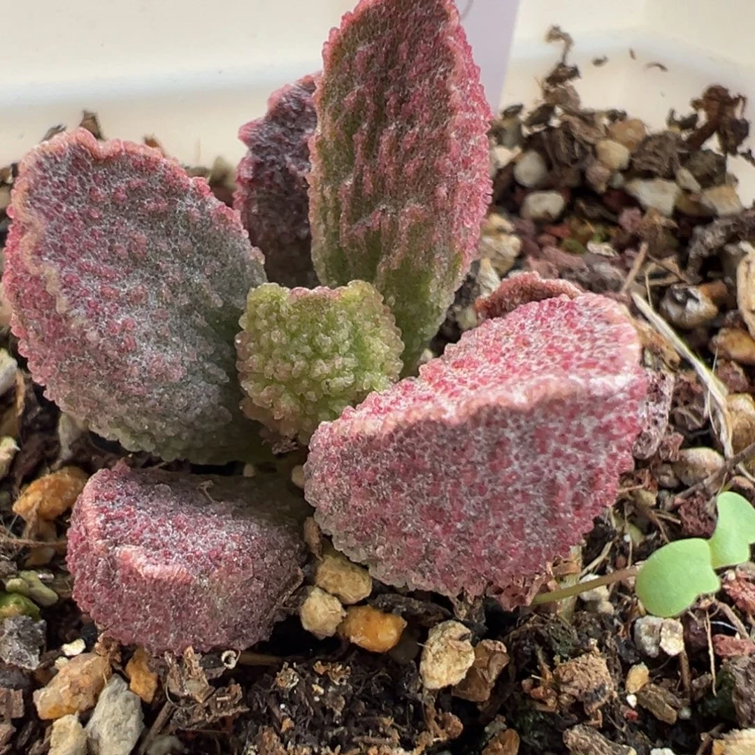 实生新品多肉植物水泡