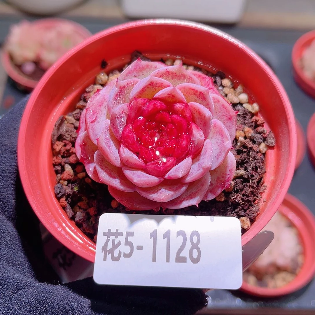 花利美5-1128麦秆