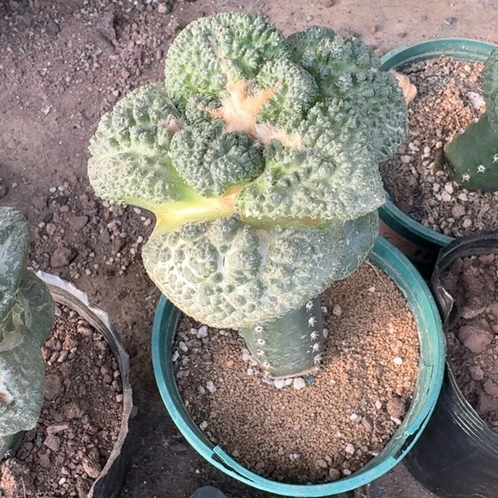 魚**生717大尤哥斯拉牡丹