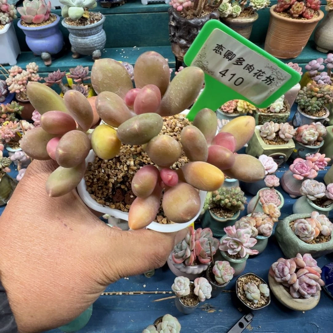 410号芒果奶老桩无砍