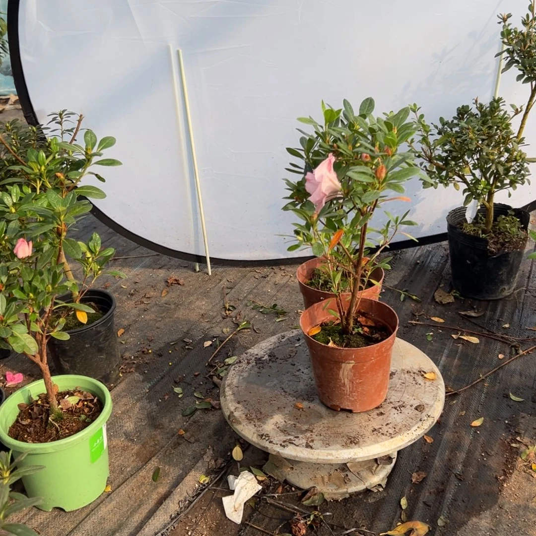 花****完全开放桃梅锦杜鹃
