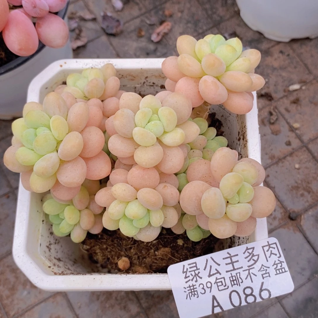 洛可可7cm086多肉植物