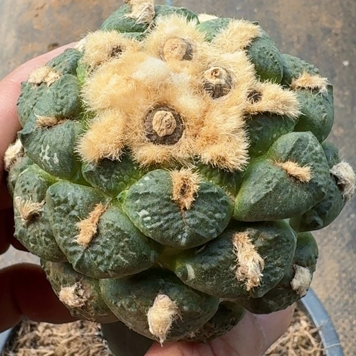 无花朵福利苗接连山087